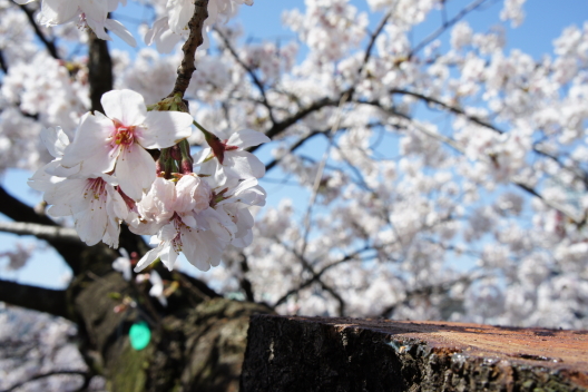 【その他】お花見オフ_b0002644_20325428.jpg