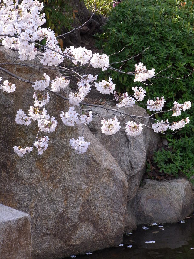 桜通りの桜_b0017844_23243585.jpg