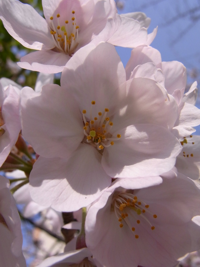 桜通りの桜_b0017844_23272770.jpg