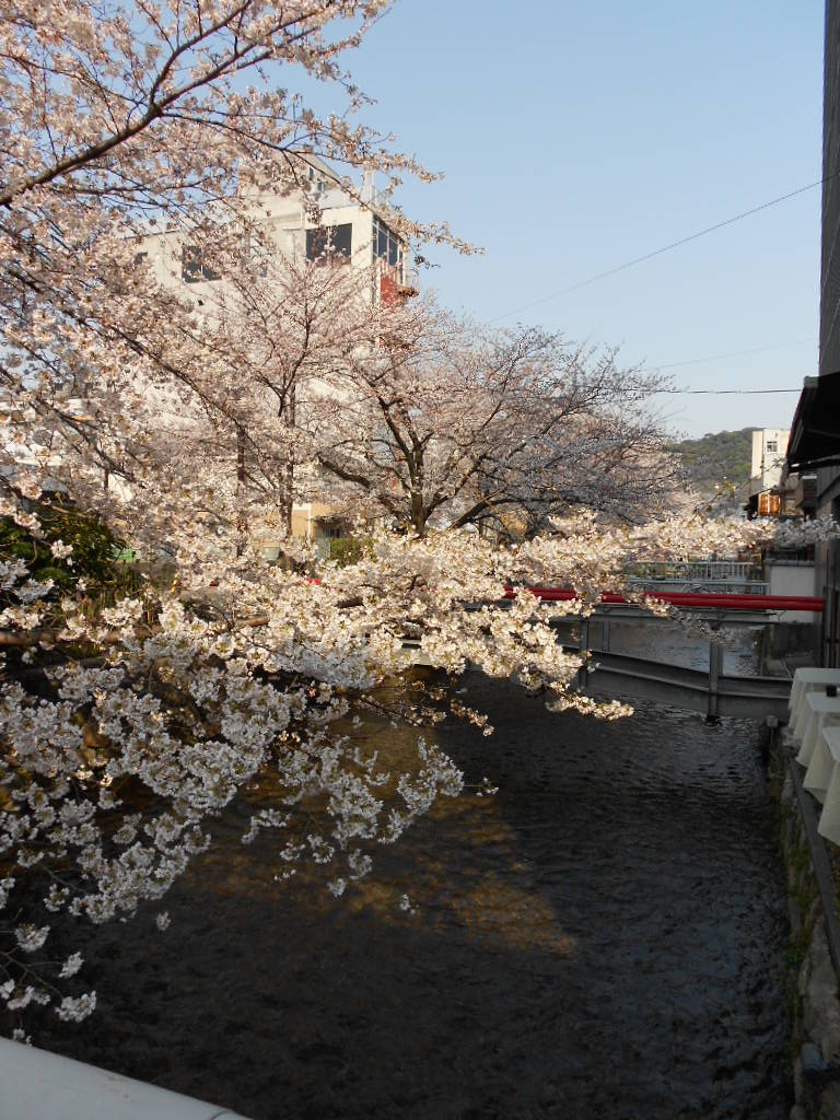 桜、人山人海、京都_d0038545_17253448.jpg