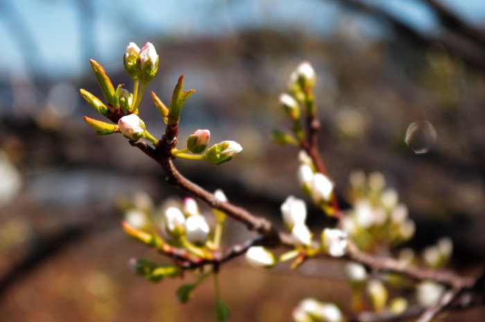 近所の桜_e0262946_10581092.jpg