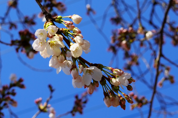 近所の桜_e0262946_10582478.jpg