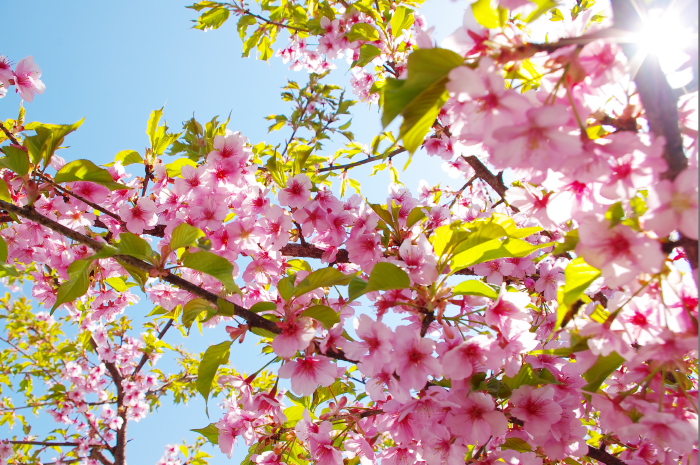 近所の桜_e0262946_10584819.jpg