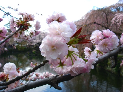 桜 in 三嶋大社 _a0072247_10293572.jpg