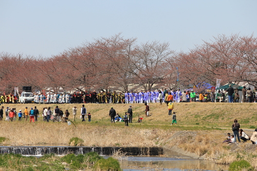 千本桜はまだ蕾_b0245048_21552227.jpg