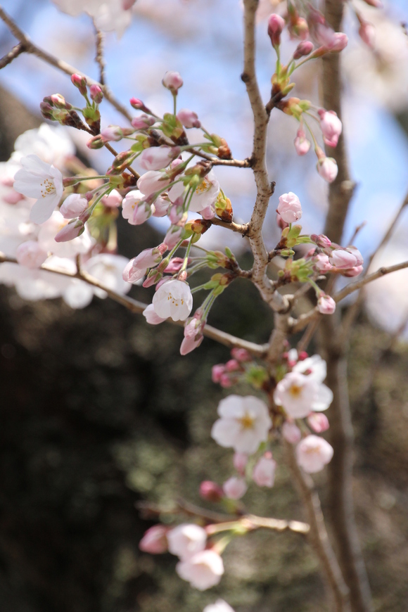 桜、もう少しで満開！_e0033248_19375098.jpg