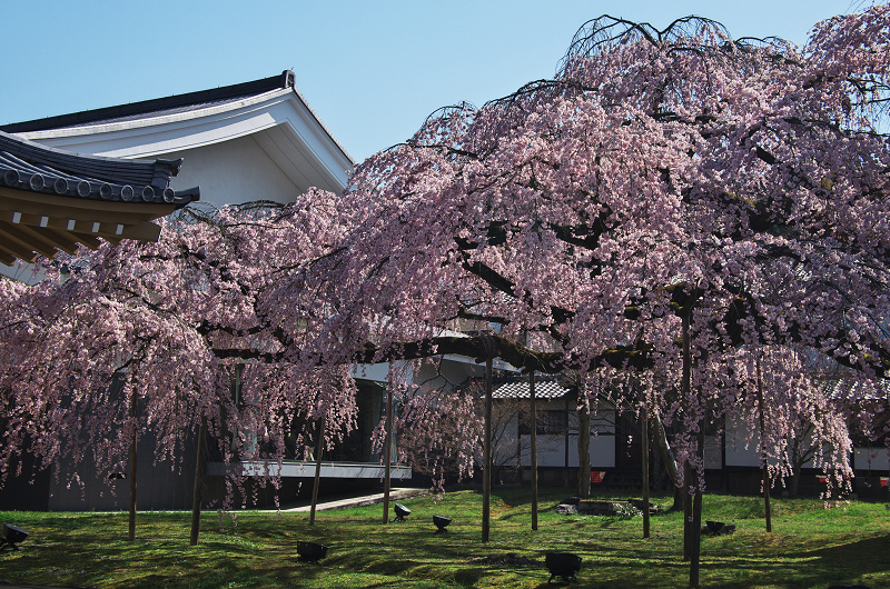 Opening!京都の桜（醍醐寺・霊宝館）_f0155048_2224151.jpg