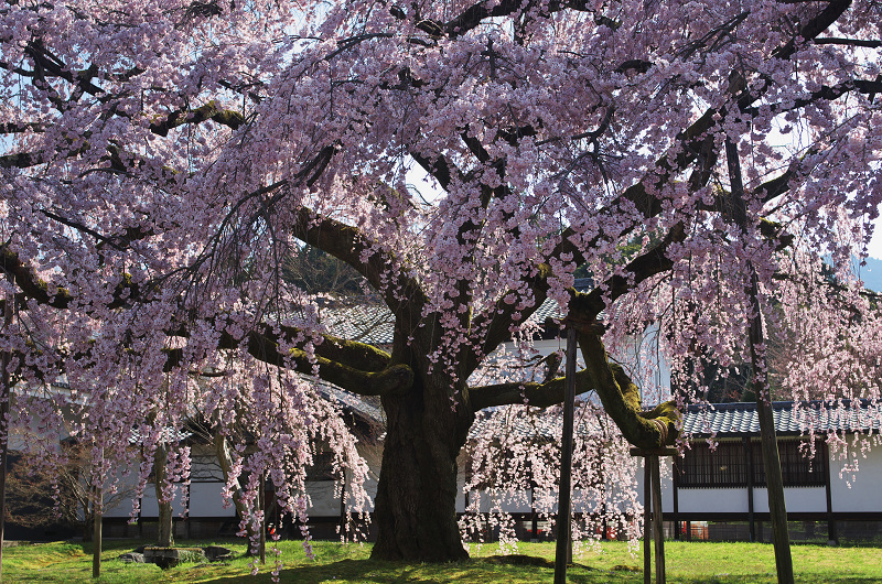 Opening!京都の桜（醍醐寺・霊宝館）_f0155048_2242528.jpg