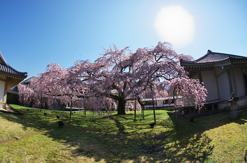 Opening!京都の桜（醍醐寺・霊宝館）_f0155048_226574.jpg