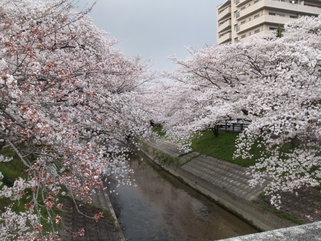 大中公園の桜・・・・・_f0068649_1572590.jpg