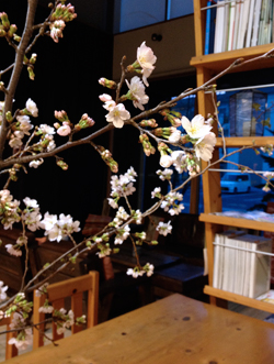 春と桜とウーパールーパーと_a0017350_075178.jpg