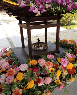 春と桜とウーパールーパーと_a0017350_082318.jpg