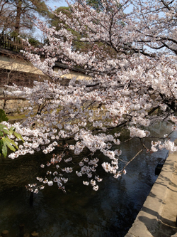 春と桜とウーパールーパーと_a0017350_09024.jpg