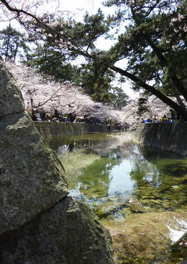 桜の夙川河畔 [日本さくら名所百選]_f0190950_16211184.jpg