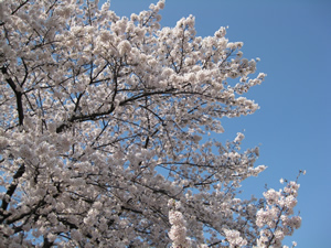 桜むすび_e0262651_20571994.jpg