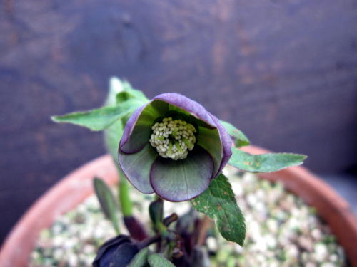 c0147952_22132769.jpg