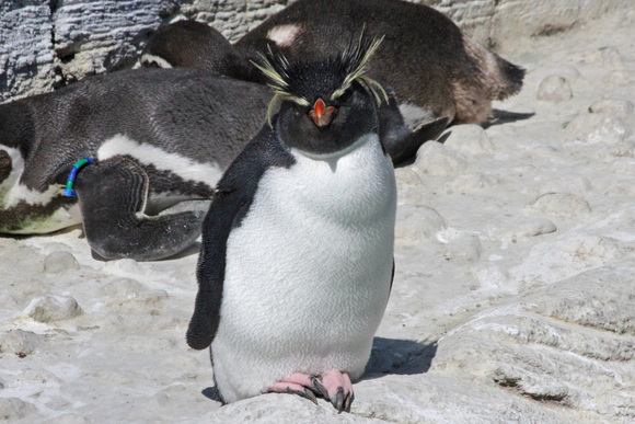 イワトビペンギン見参 動物園ありマス