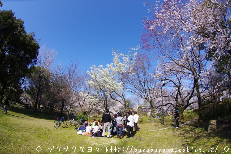 お花見＆初サイクリング　* K-r *_f0201353_21485747.jpg