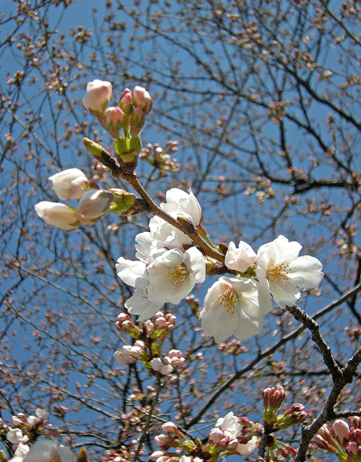 a0001354_2321122.gif
