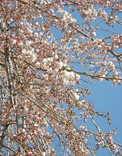 a0001354_2323275.gif