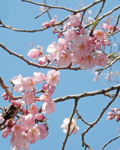 a0001354_23262597.gif