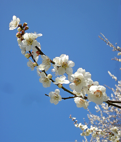 a0001354_2395479.gif