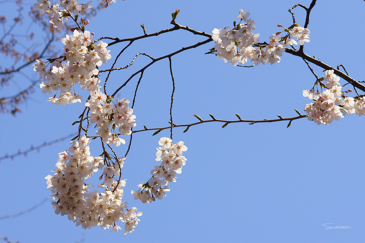 SAKURA 2012#6_d0122257_20473811.jpg