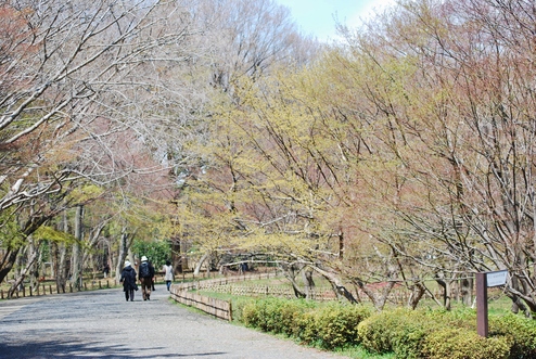 サクラの季節の神代植物公園－６_f0161757_152474.jpg