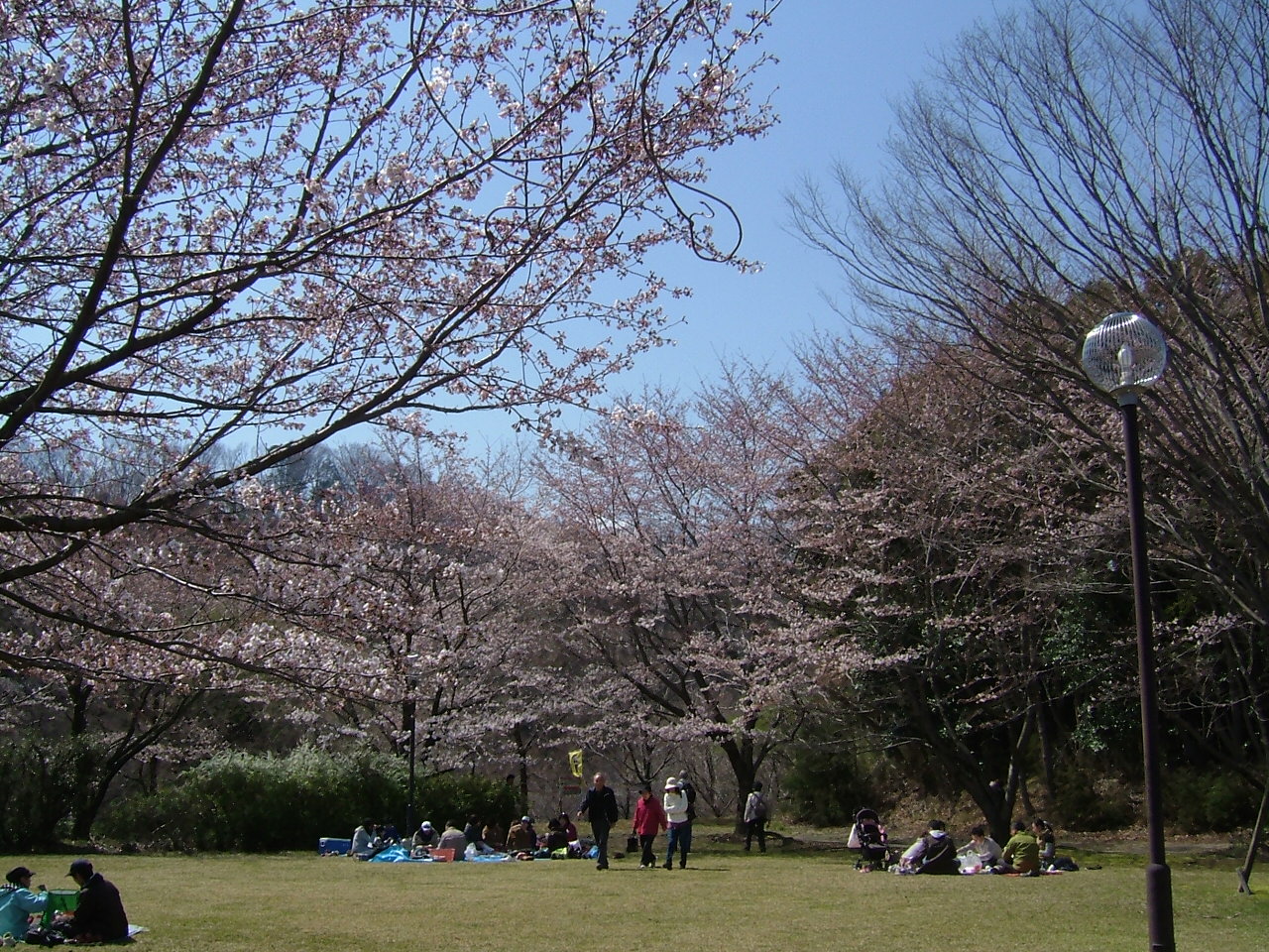 *桜*　七沢森林公園_a0226059_2237211.jpg