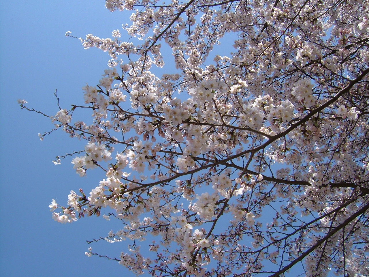 *桜*　七沢森林公園_a0226059_2237551.jpg