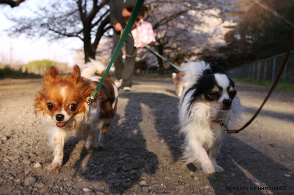 桜のしたでチワワ軍団に遭遇！_f0123760_23131910.jpg