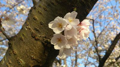 桜が見頃になってきました_b0039362_22353356.jpg