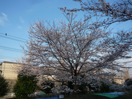 桜三昧！　横浜青葉台周辺の桜、大集合！_a0119563_12302783.jpg