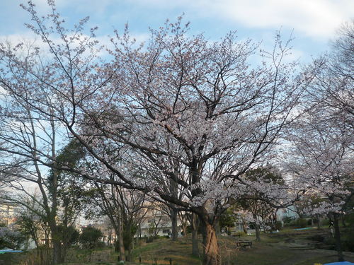 桜三昧！　横浜青葉台周辺の桜、大集合！_a0119563_12304332.jpg