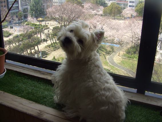 花見中のアミィ_b0107163_1385863.jpg