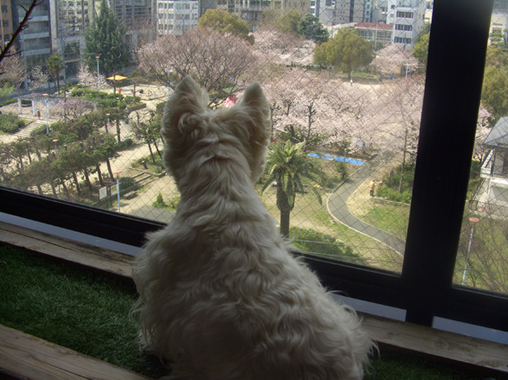 花見中のアミィ_b0107163_139851.jpg