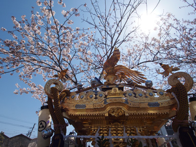 鎌倉の桜を楽しみました。《光明寺》_b0112263_226259.jpg