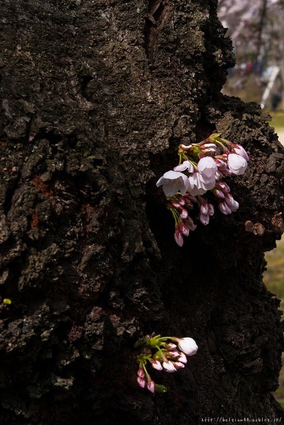 ２０１２桜～二条城_f0102363_22563826.jpg