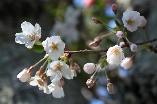 庭の桜♪_f0158364_14373145.jpg