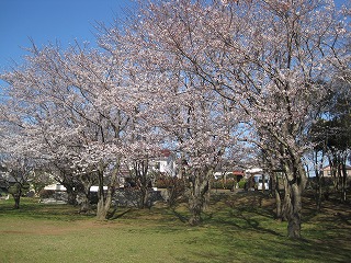 満開の桜と気になる子_b0205166_8432929.jpg