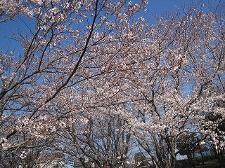 満開の桜と気になる子_b0205166_8552551.jpg