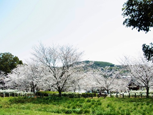 古墳公園へ・・・お花見☆_b0194267_2221932.jpg