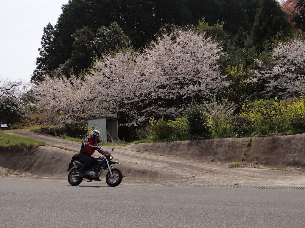 バイクと桜_f0068368_21335672.jpg