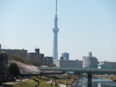 スカイツリーと桜_b0243169_18444031.jpg