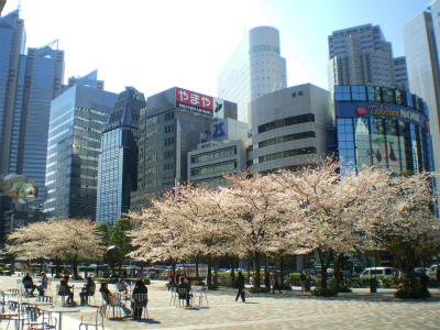 今年の桜_b0056570_226632.jpg