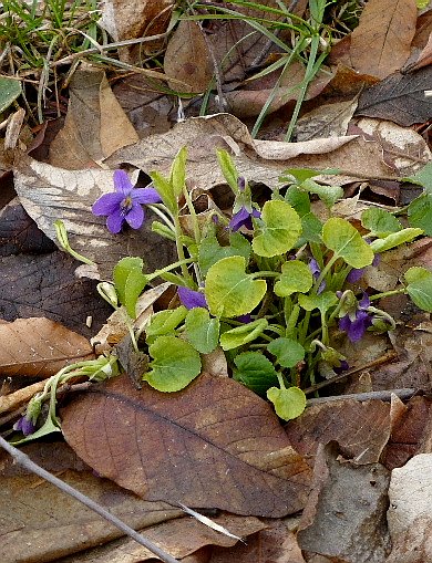 ニオイスミレ 匂菫 スミレ科 野に咲く北国の花