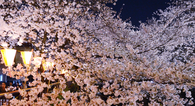目黒川桜写真_e0171573_2315452.jpg