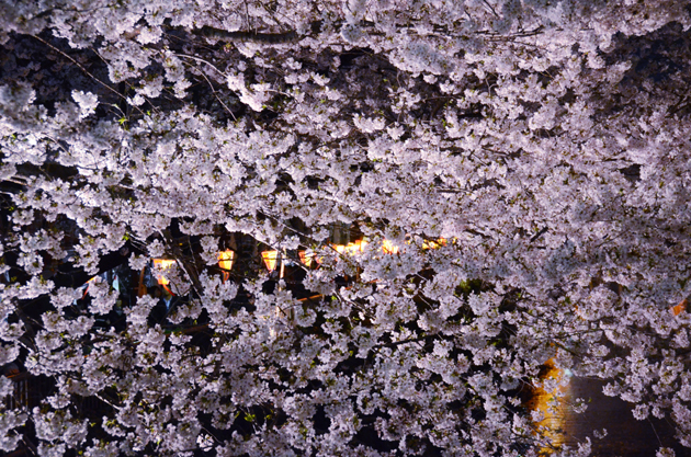 目黒川桜写真_e0171573_2321294.jpg