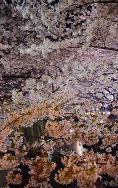 目黒川桜写真_e0171573_2322397.jpg