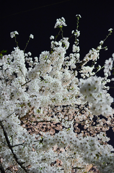 目黒川桜写真_e0171573_2323837.jpg